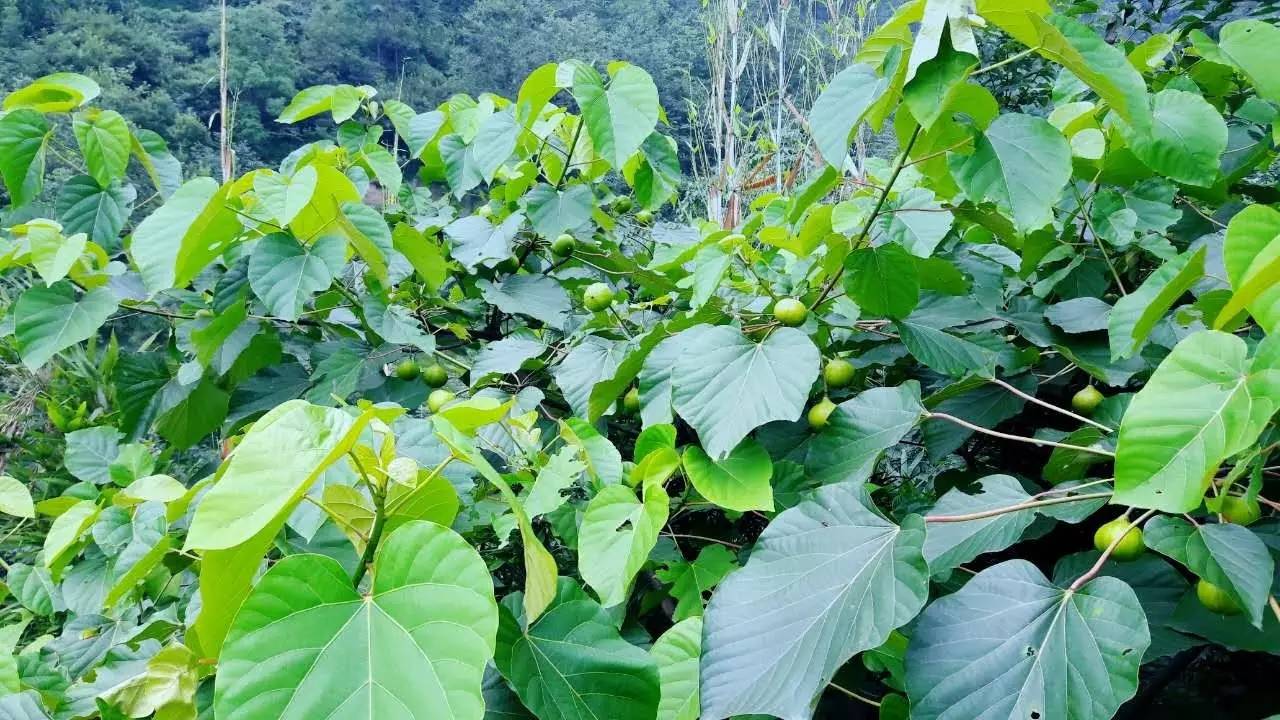 峨眉张山 葵花盛开西瓜甜，避暑秘境等你来